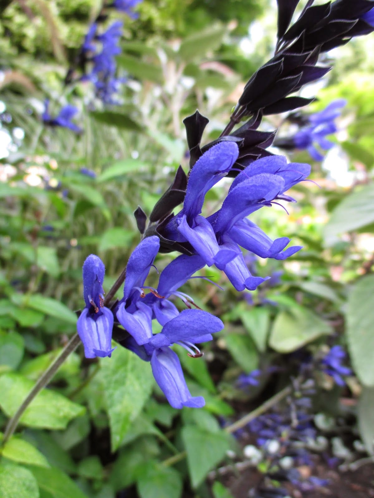 Black and Blue Salvia