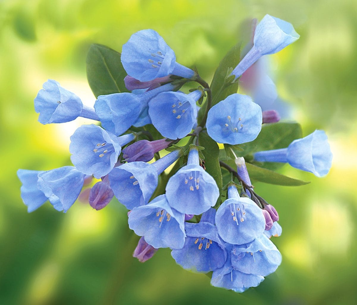 Virginia Bluebells