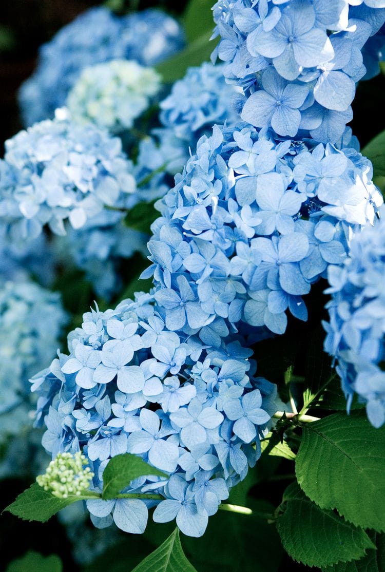 Blue Hydrangeas