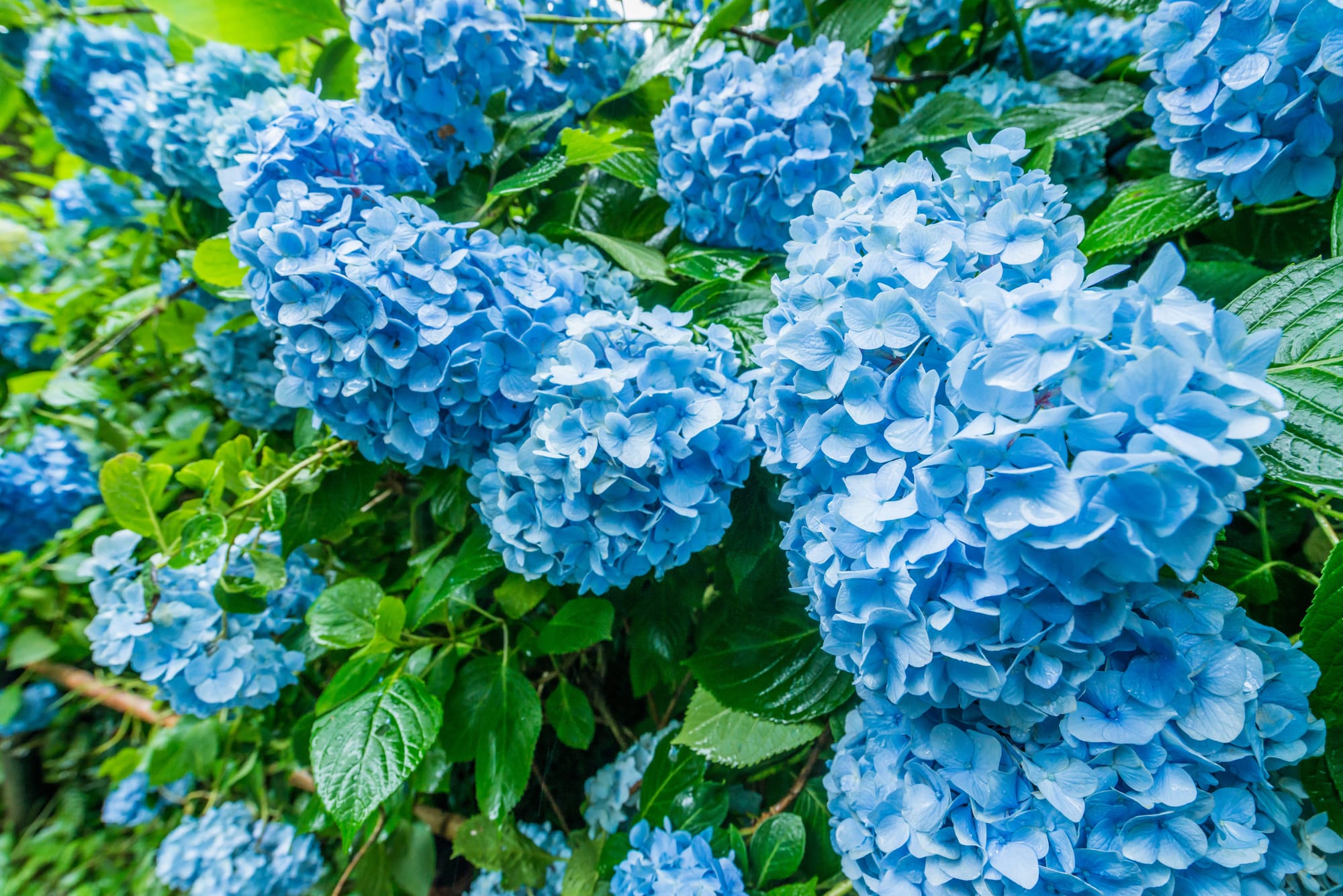 The 10 Best Blue Flowers to Grow