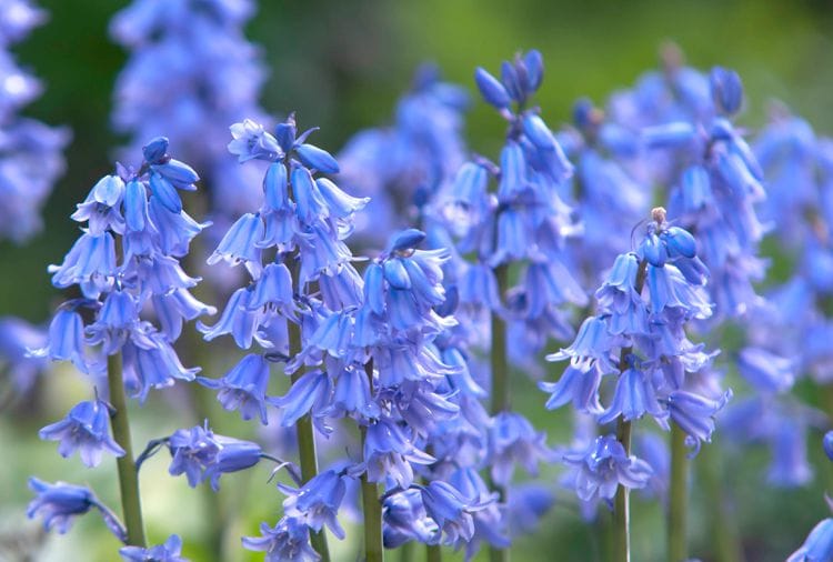 Spanish Bluebells