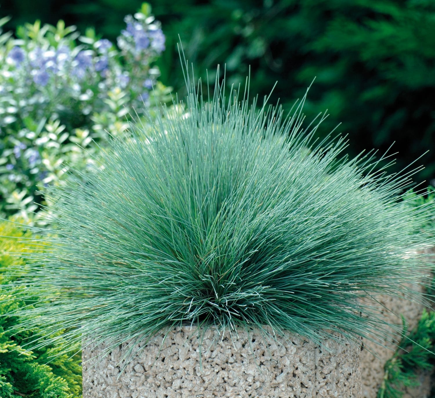 ColorGrass Spiky Blue Corynephorus