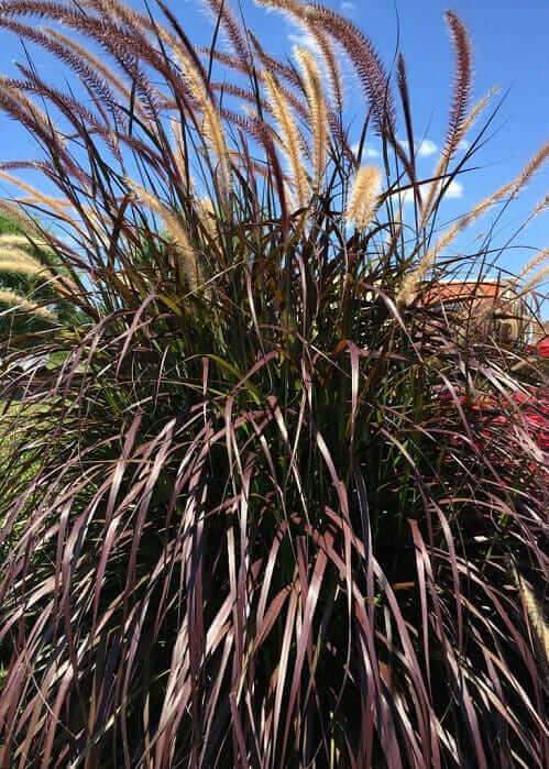 Purple Fountain Grass