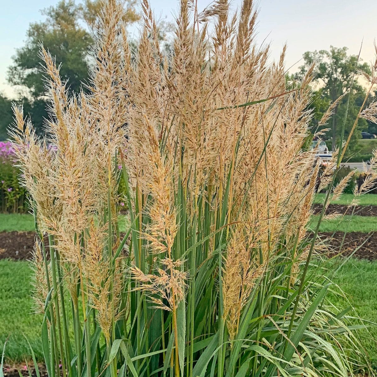 Indiangrass