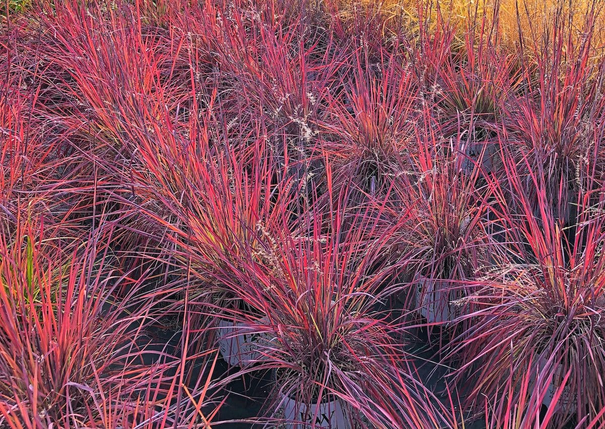 Little Bluestem Grass