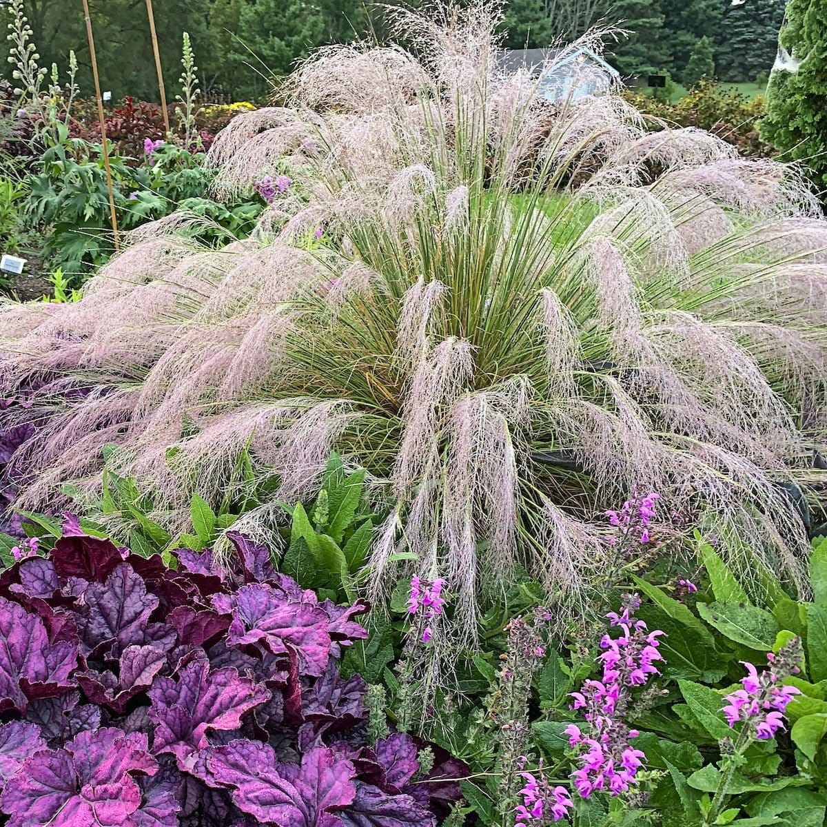 Pink Muhly Grass
