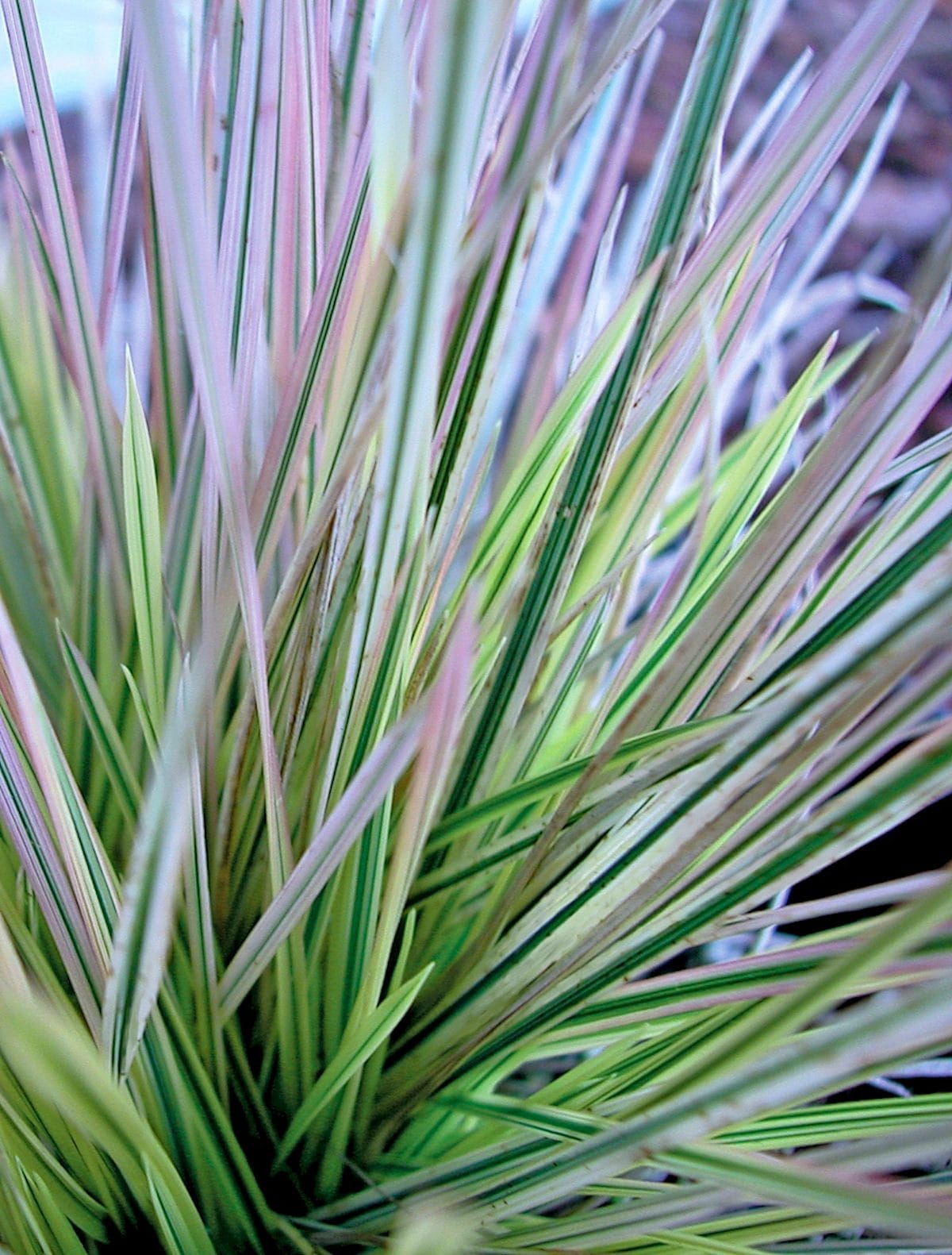 Tufted Hair Grass