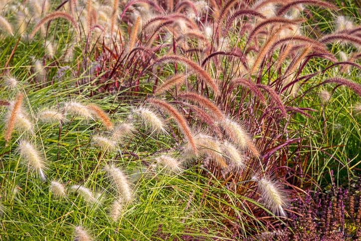 Our Favorite Ornamental Grasses