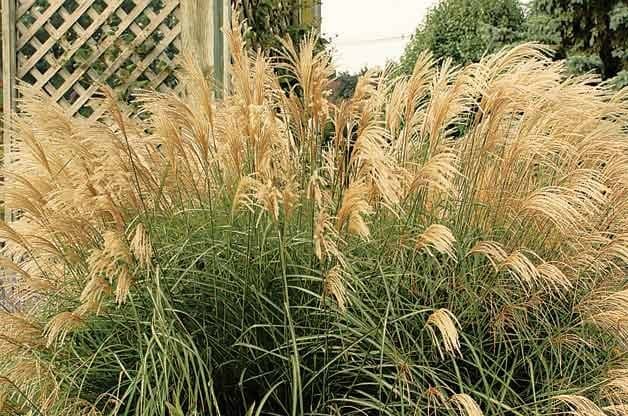 Japanese Silver Grass