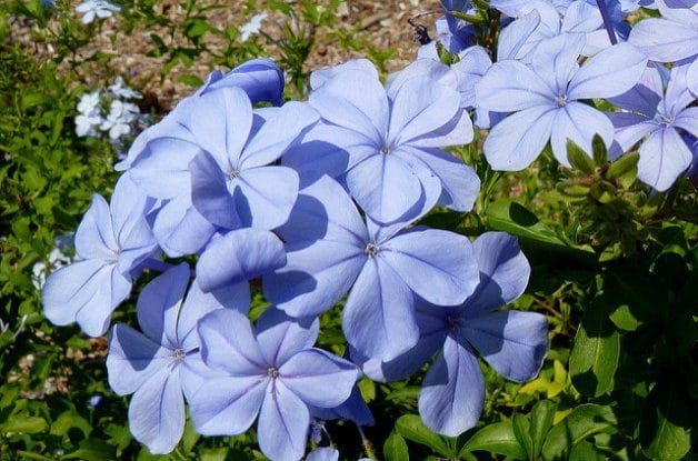 Plumbago