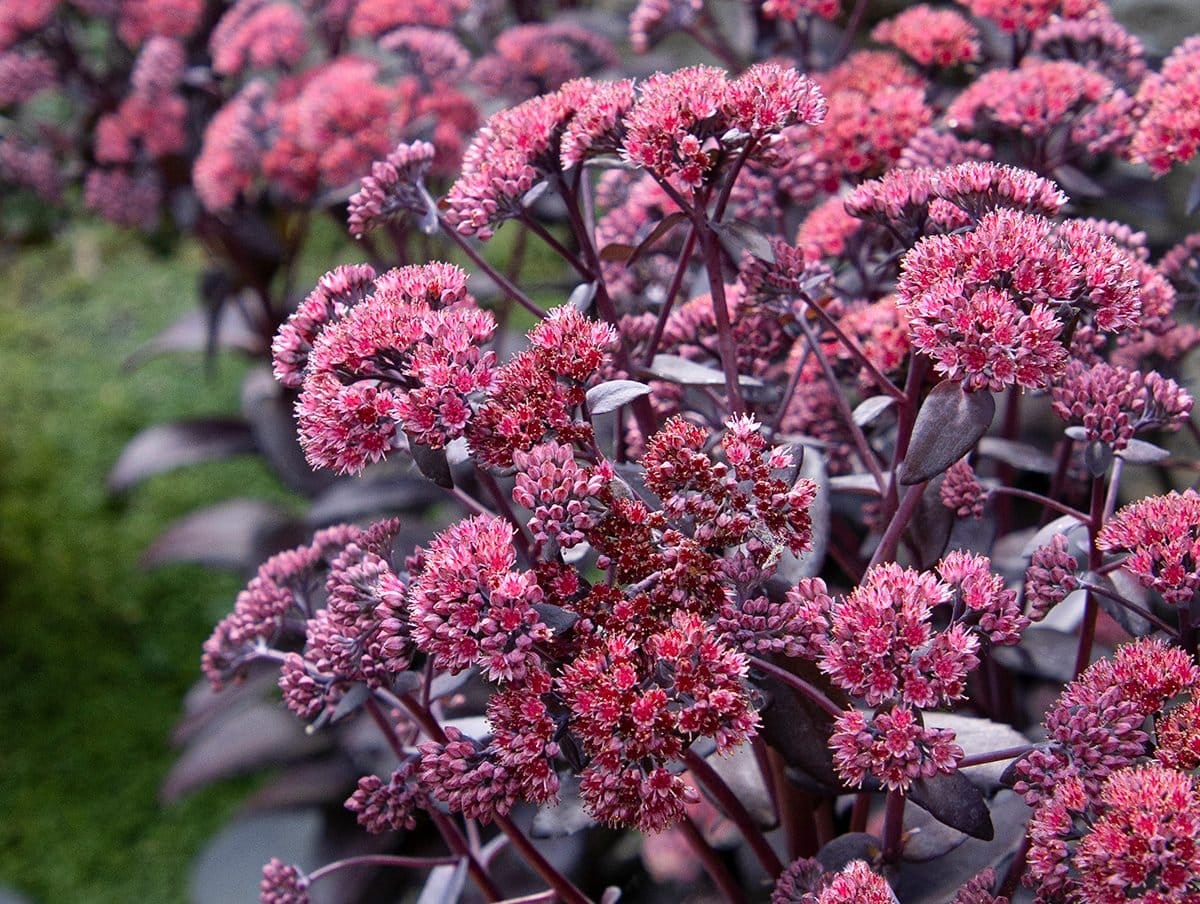 Chocolate Fountain Sedum