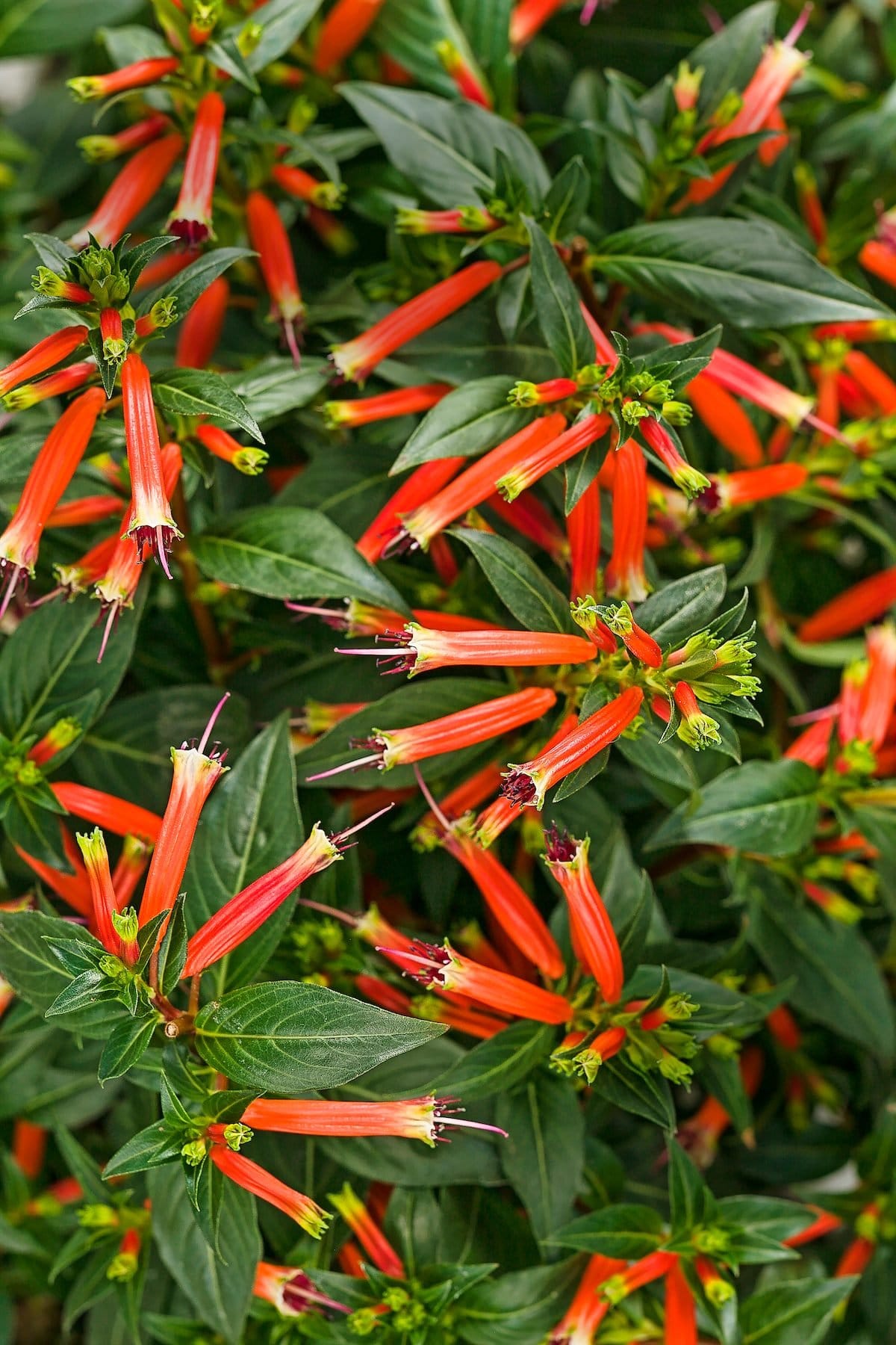 Firecracker Plant