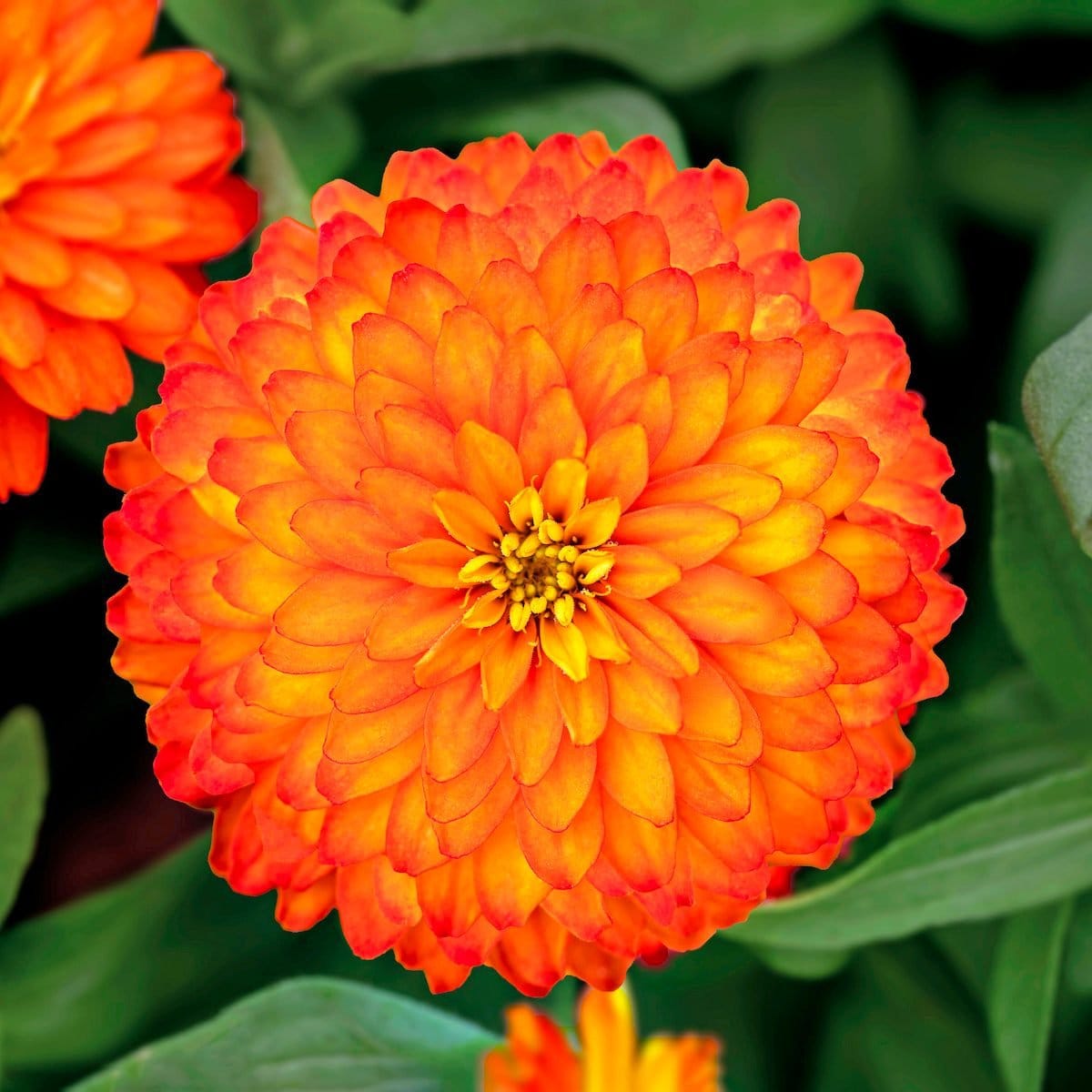 Zydeco Fire Zinnia