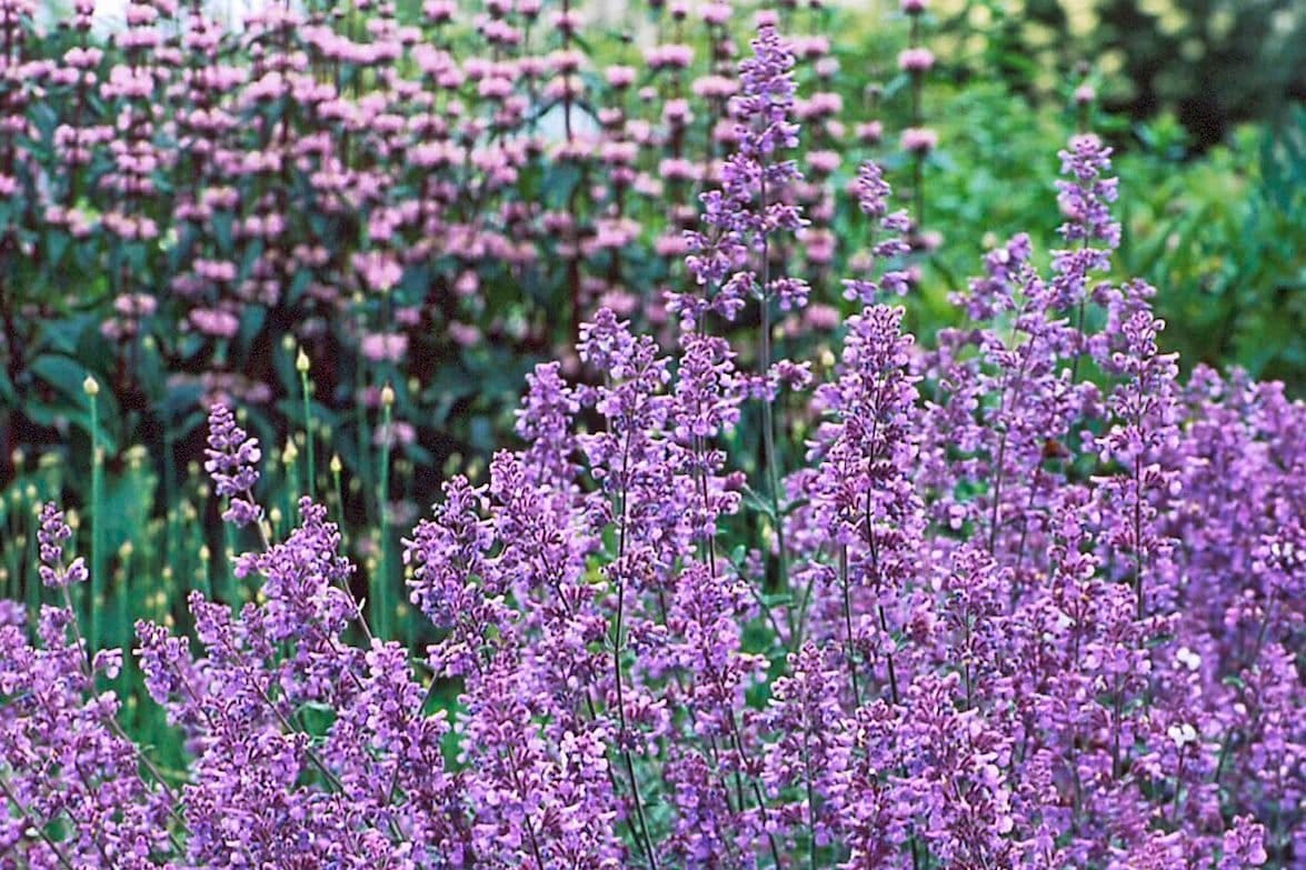 Catmint