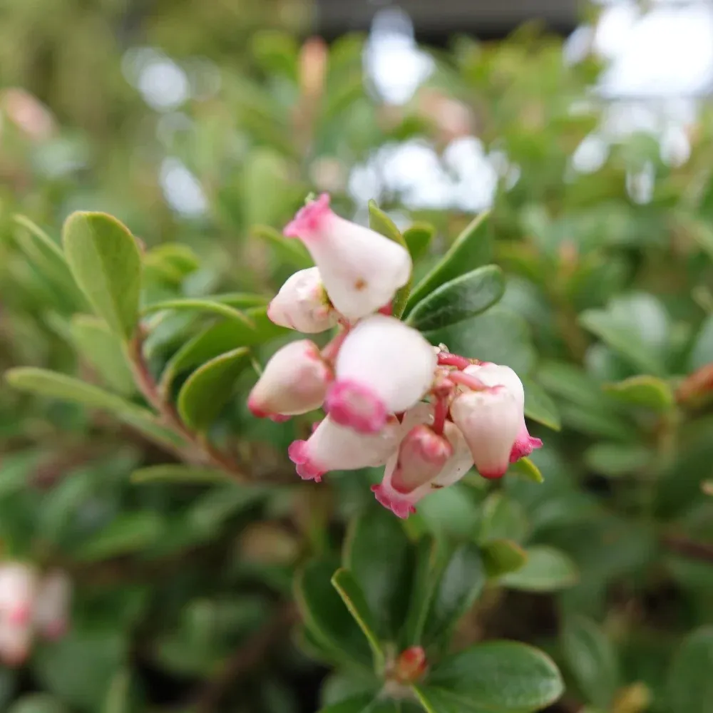 Common Bearberry