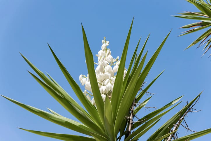 Yucca plant