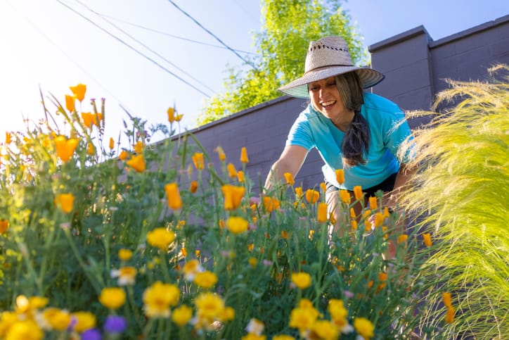 The Top 20 Drought Tolerant Plants & Flowers