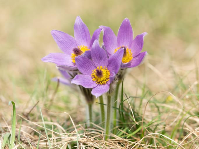Pasque Flower