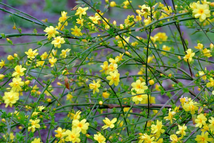Winter Jasmine