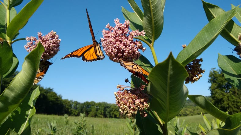 Milkweed