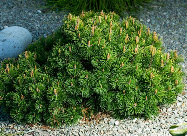 Mugo pine