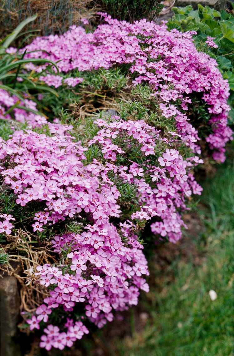 Creeping Phlox