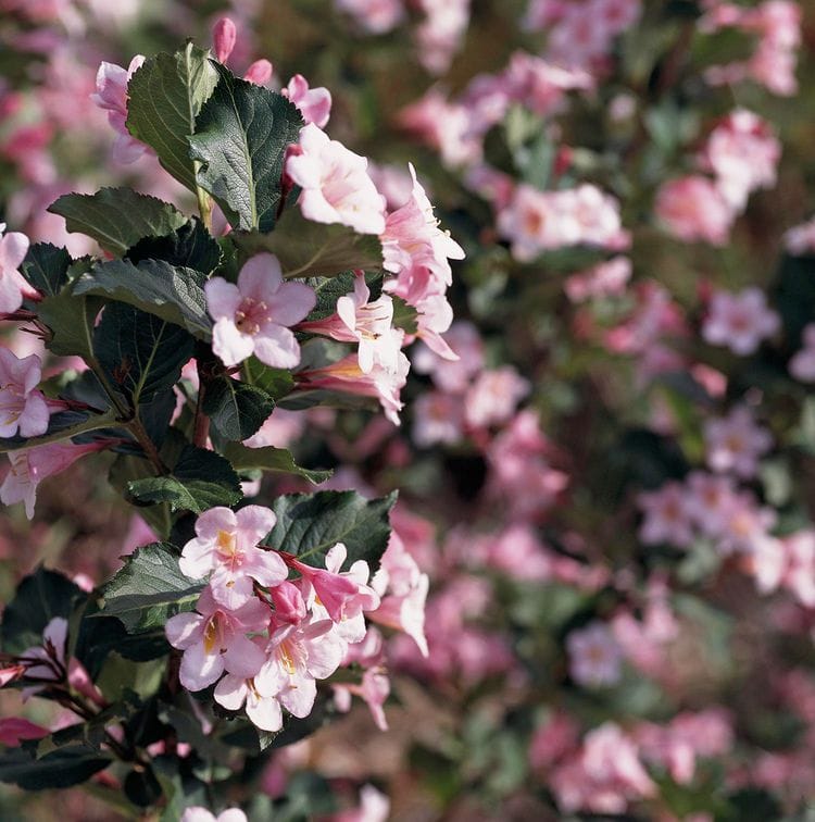 Weigela