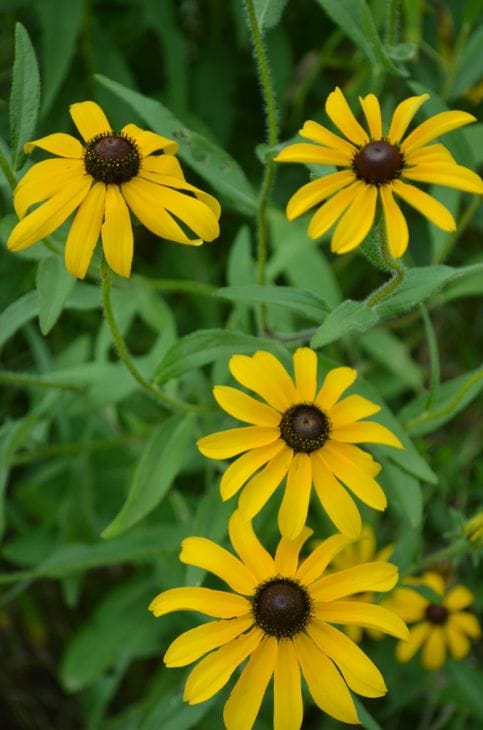 Black-Eyed Susans