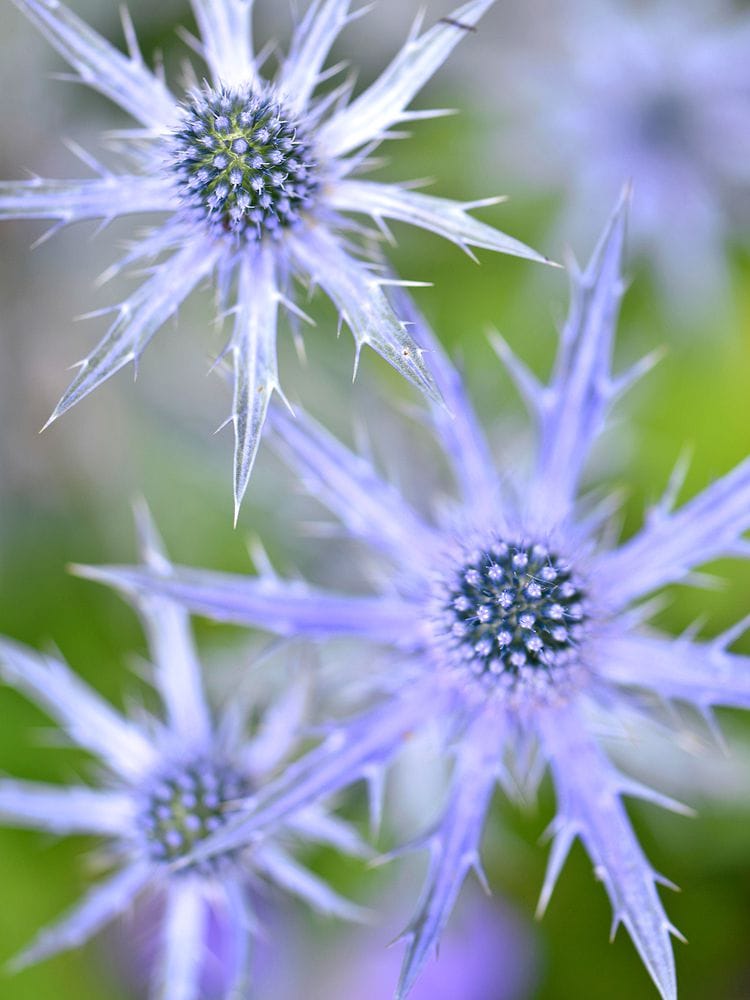 Sea Holly