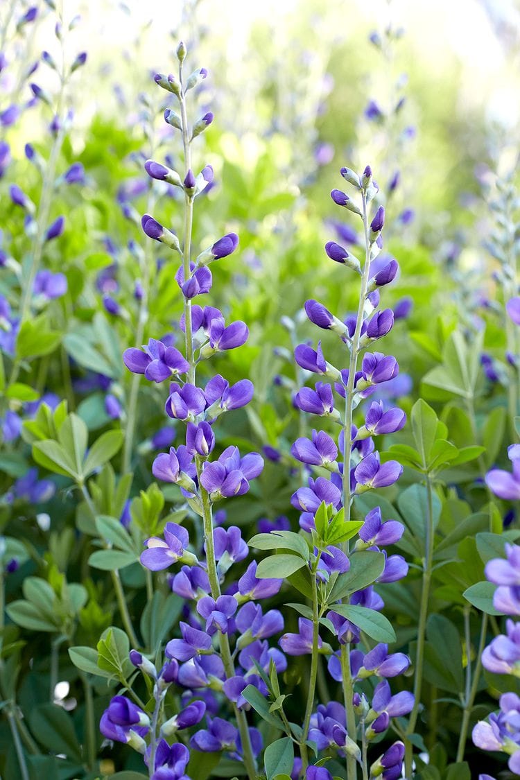 Baptisia