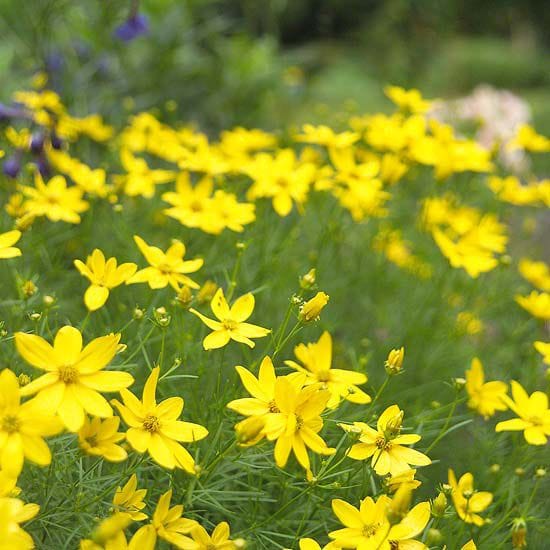 Coreopsis