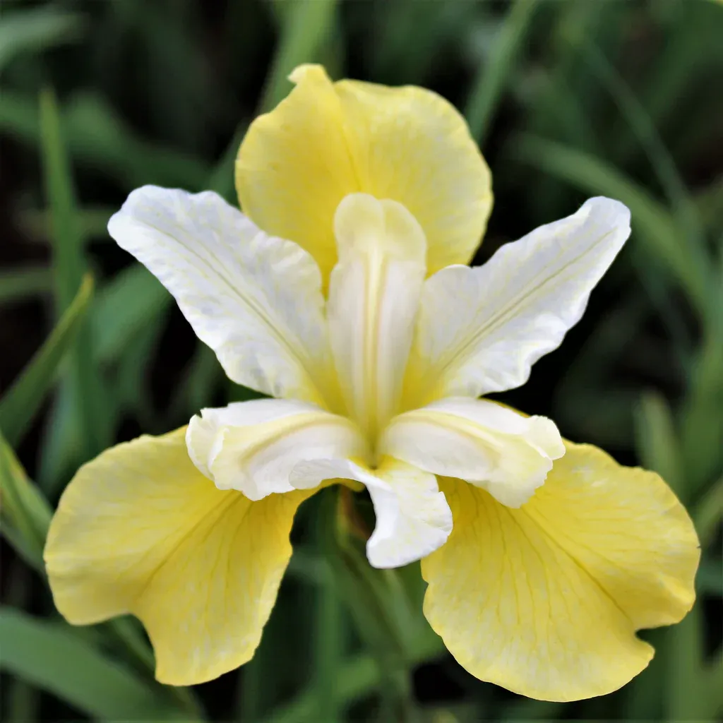 Siberian Iris 'Sugar and Butter'