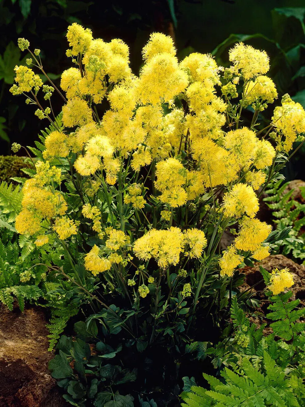 Meadow Rue