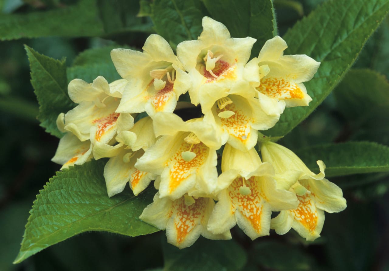 Weigela in Yellow