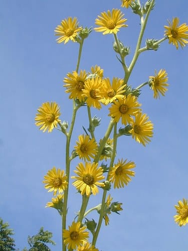 Compass Plant