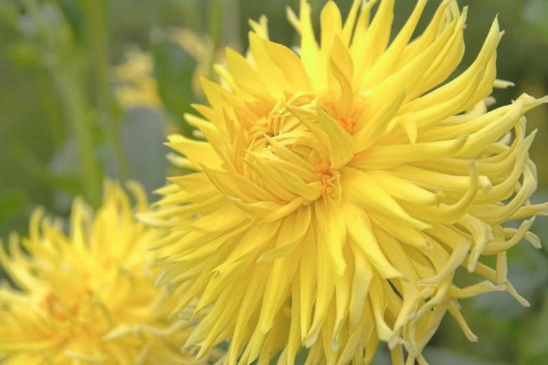 Yellow Star Dahlia