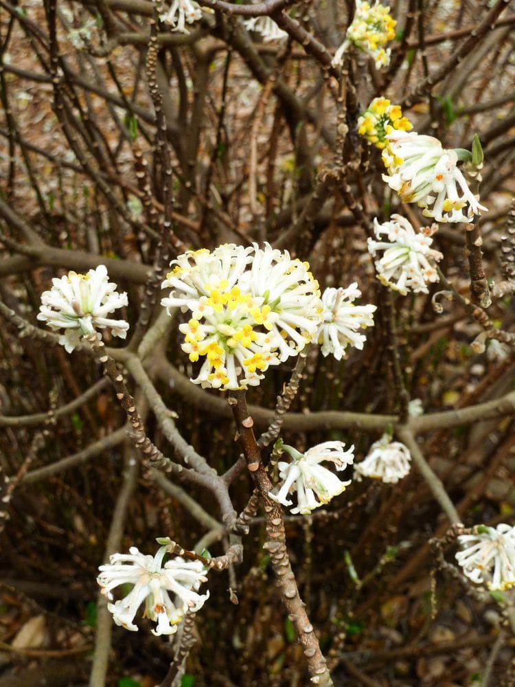 Paperbush