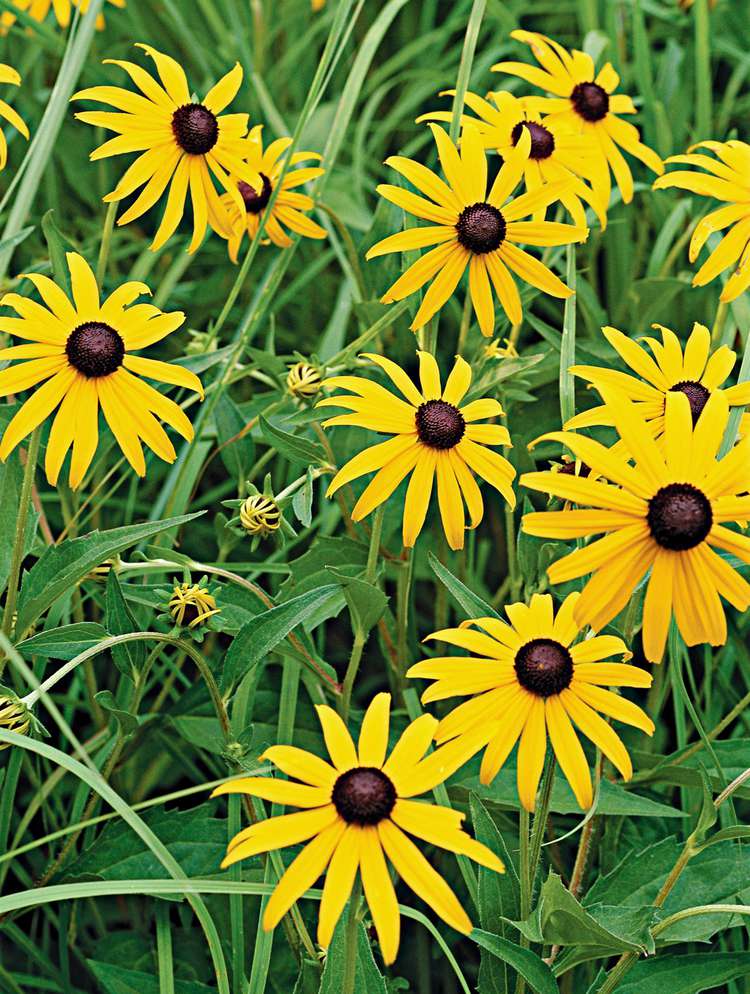 Black-eyed Susan