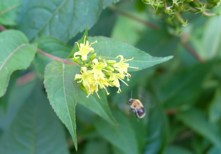 Bush Honeysuckle (Diervilla)