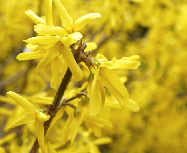 Forsythia