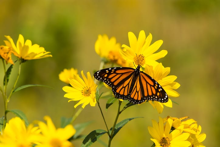 11 Yellow Perennial Flowers to Plant