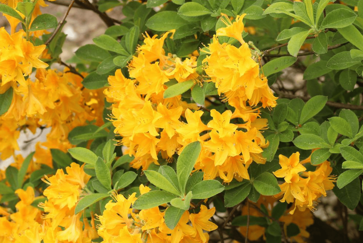 Lemon Lights Yellow Azalea