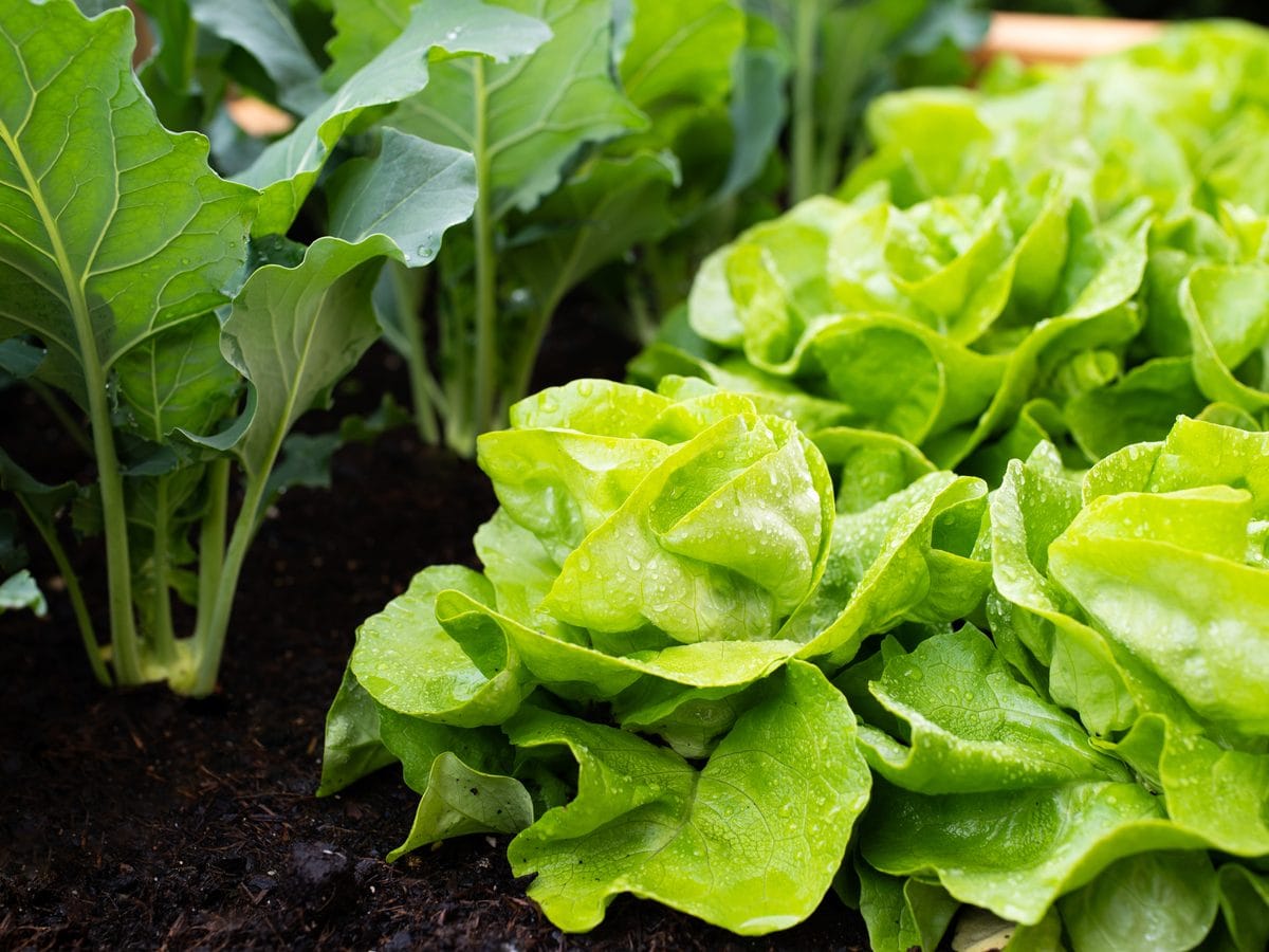 Lettuce