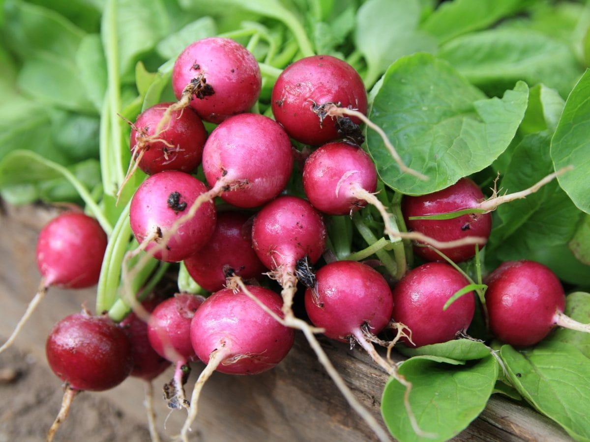 Radishes