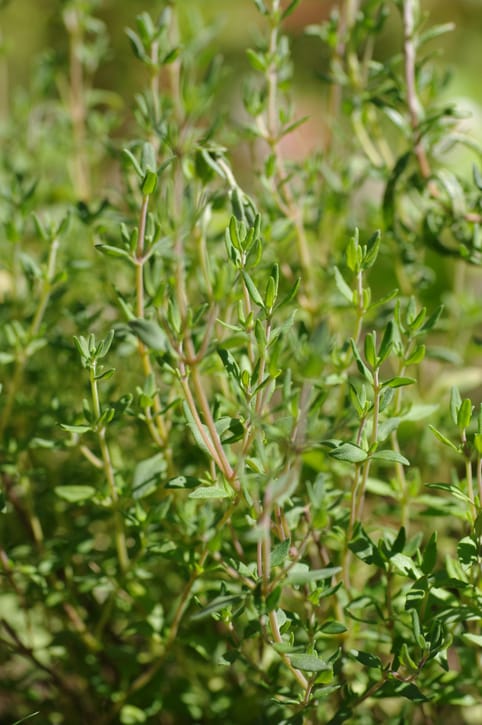 Thyme