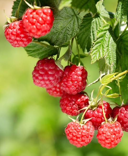 Raspberries