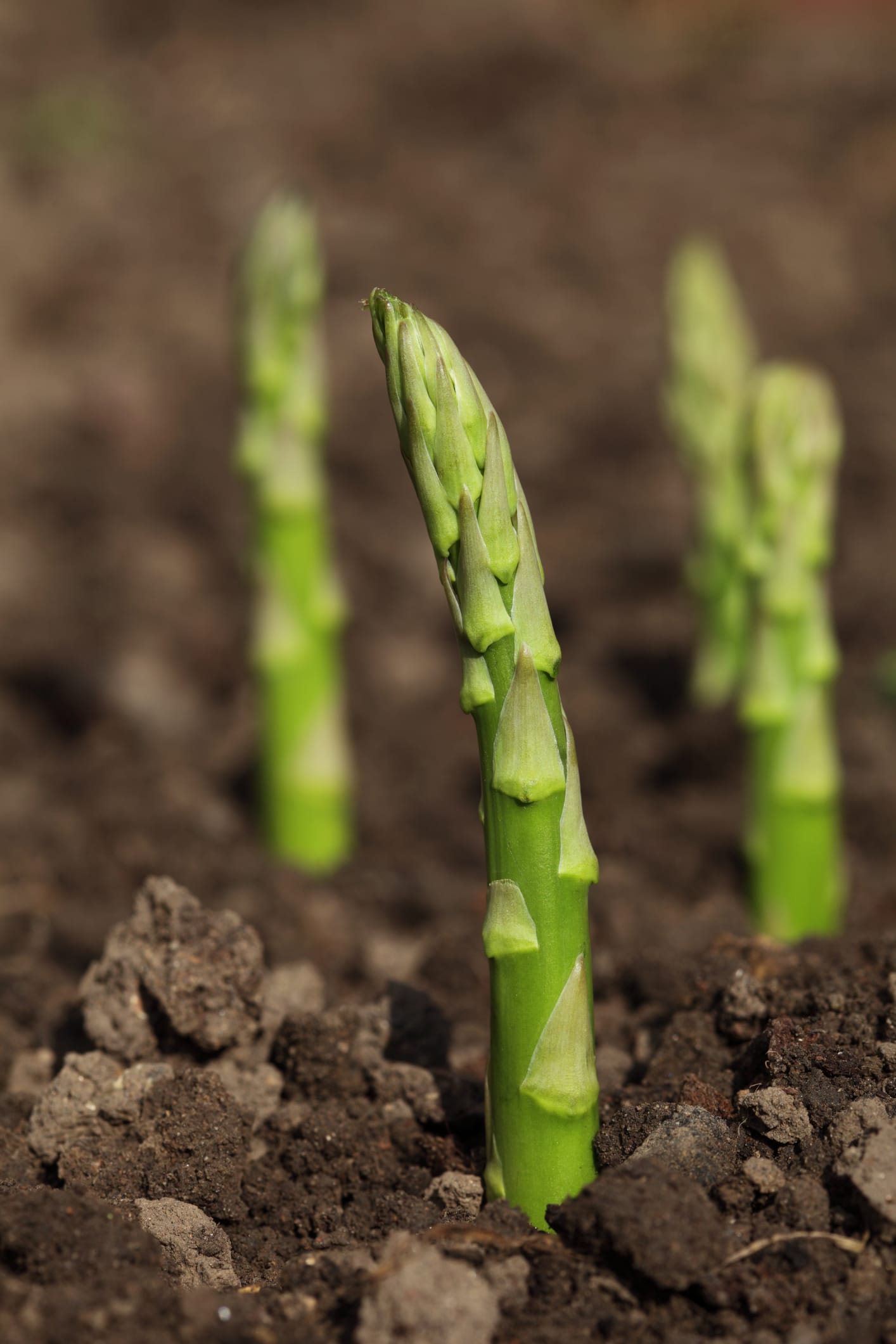 Asparagus
