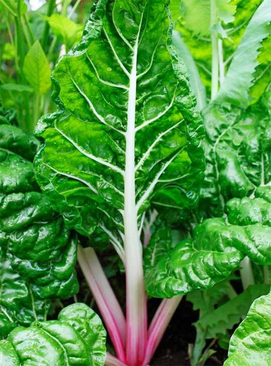 Swiss chard