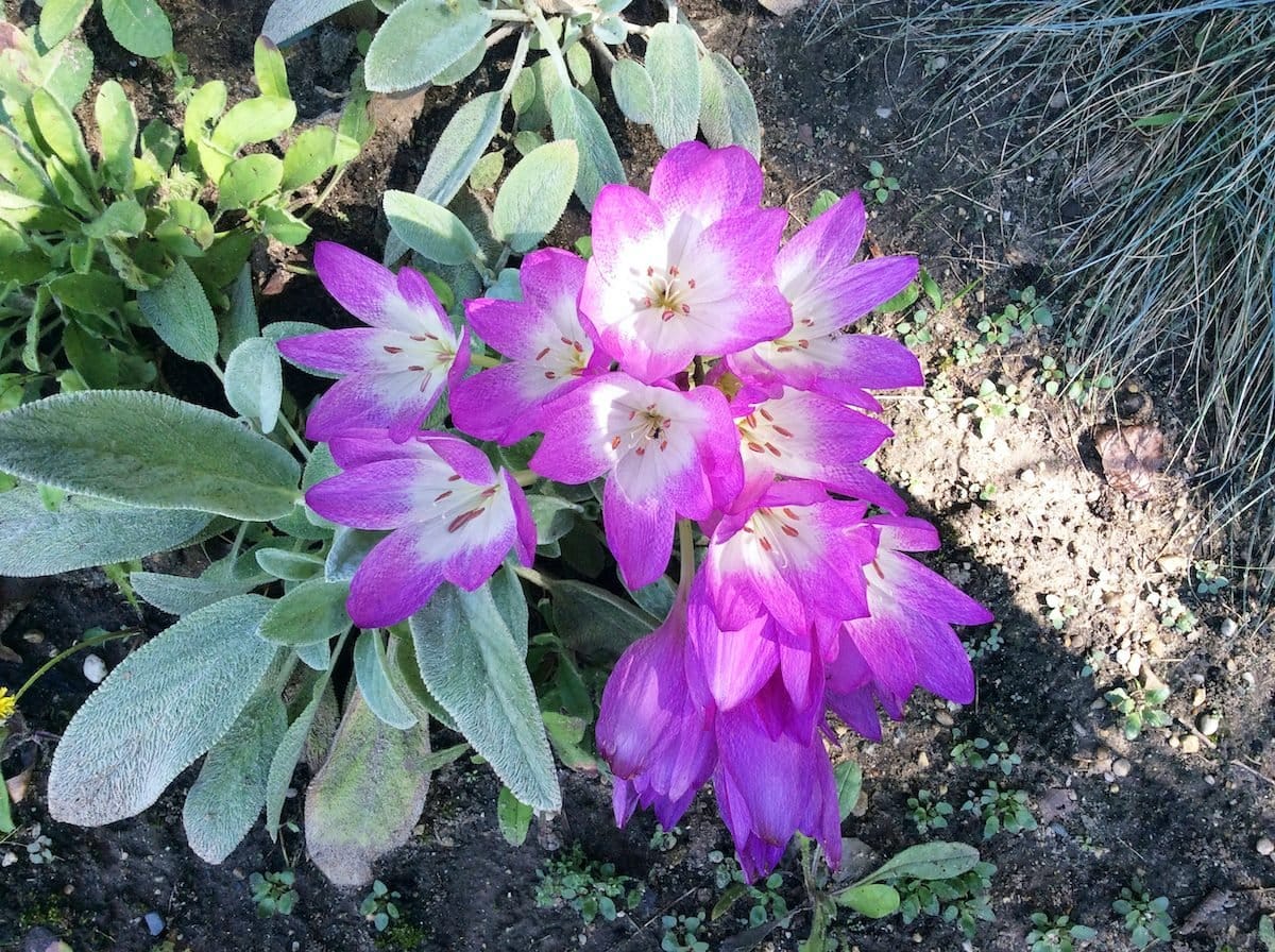 Autumn Crocus