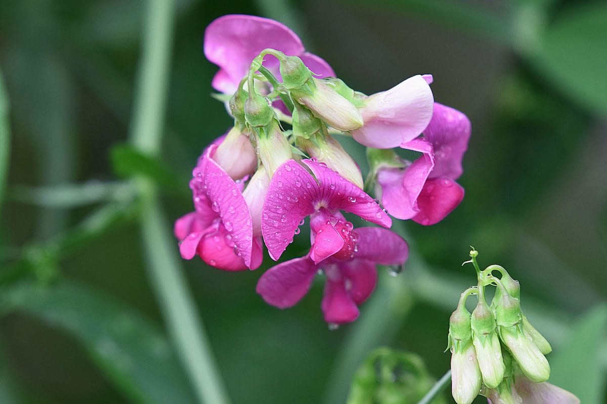 Sweet Pea